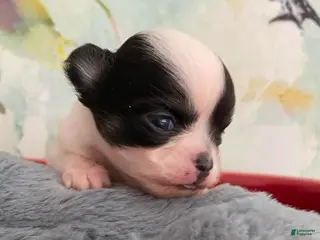Chihuahua dogs Chihuahua Puppy 2 - Ad 5