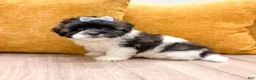Shihpoo dogs for sale: Sparky - Ad 5