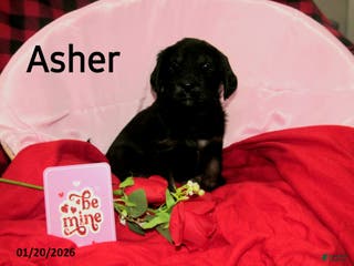 Labradoodle dogs Asher - Ad 12
