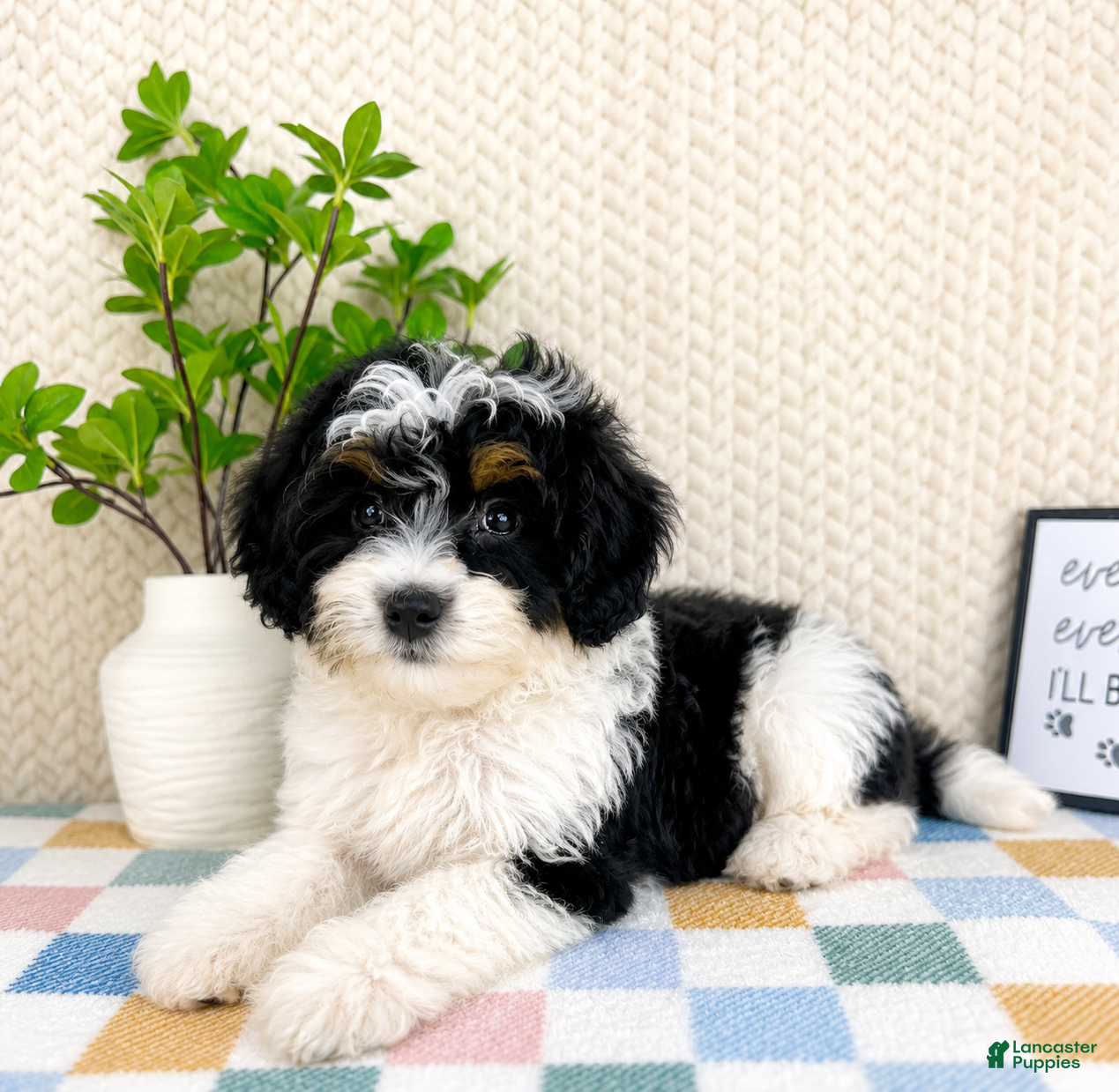 Mini Bernedoodle dogs Brielle - Ad 5