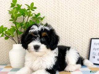 Mini Bernedoodle dogs Brielle - Ad 5