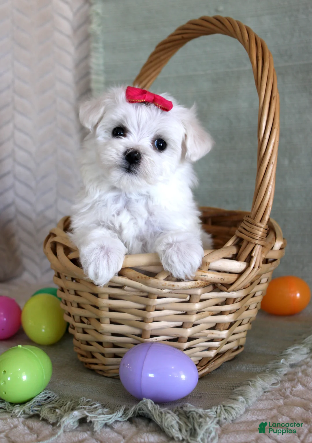 Maltese dogs for sale: Tulip - Ad 2
