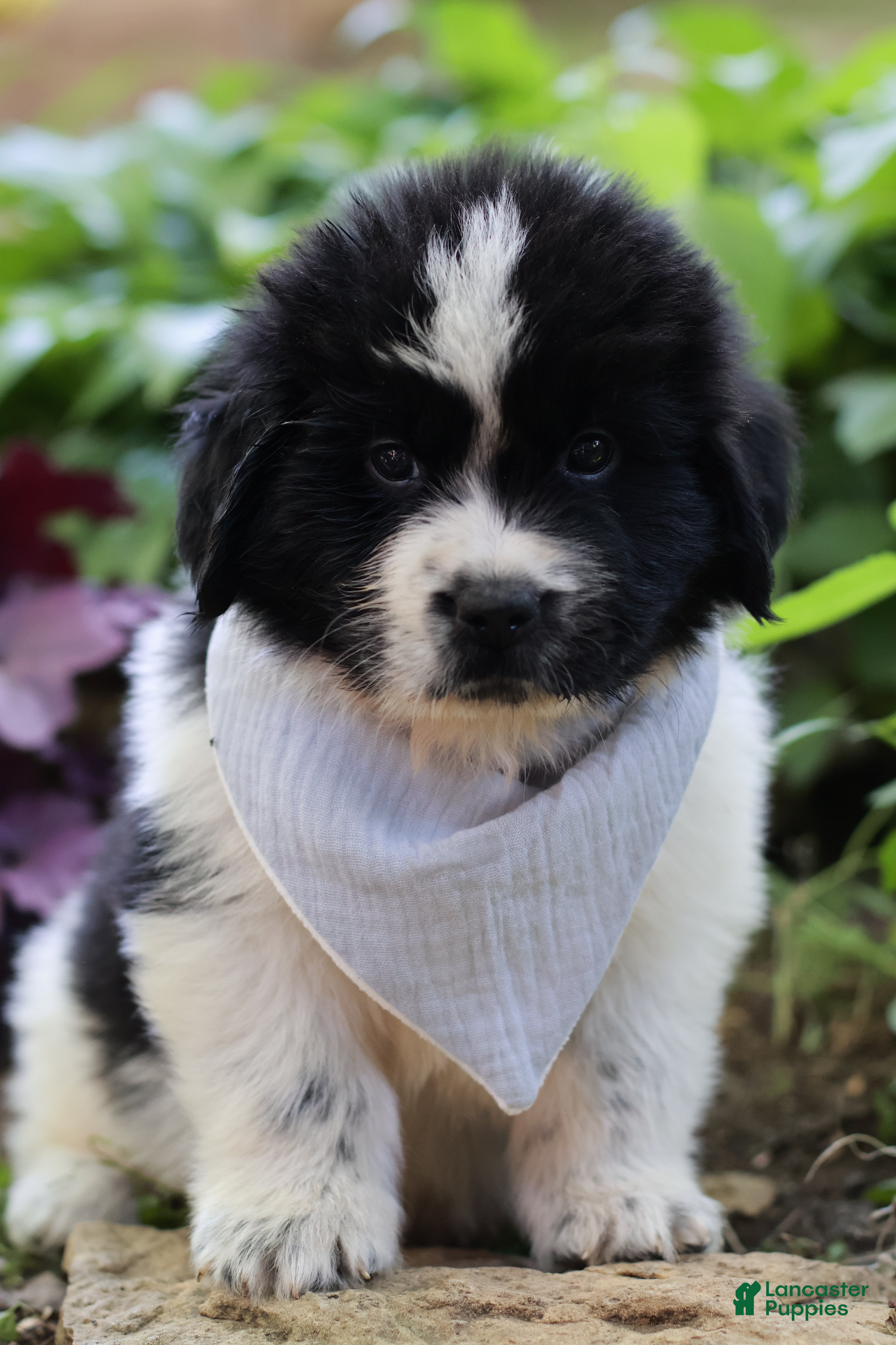 Newfoundland dogs Mario - Ad 2
