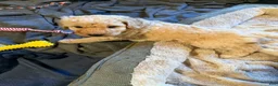 Goldendoodle dogs for sale: Boy 4 - Ad 1
