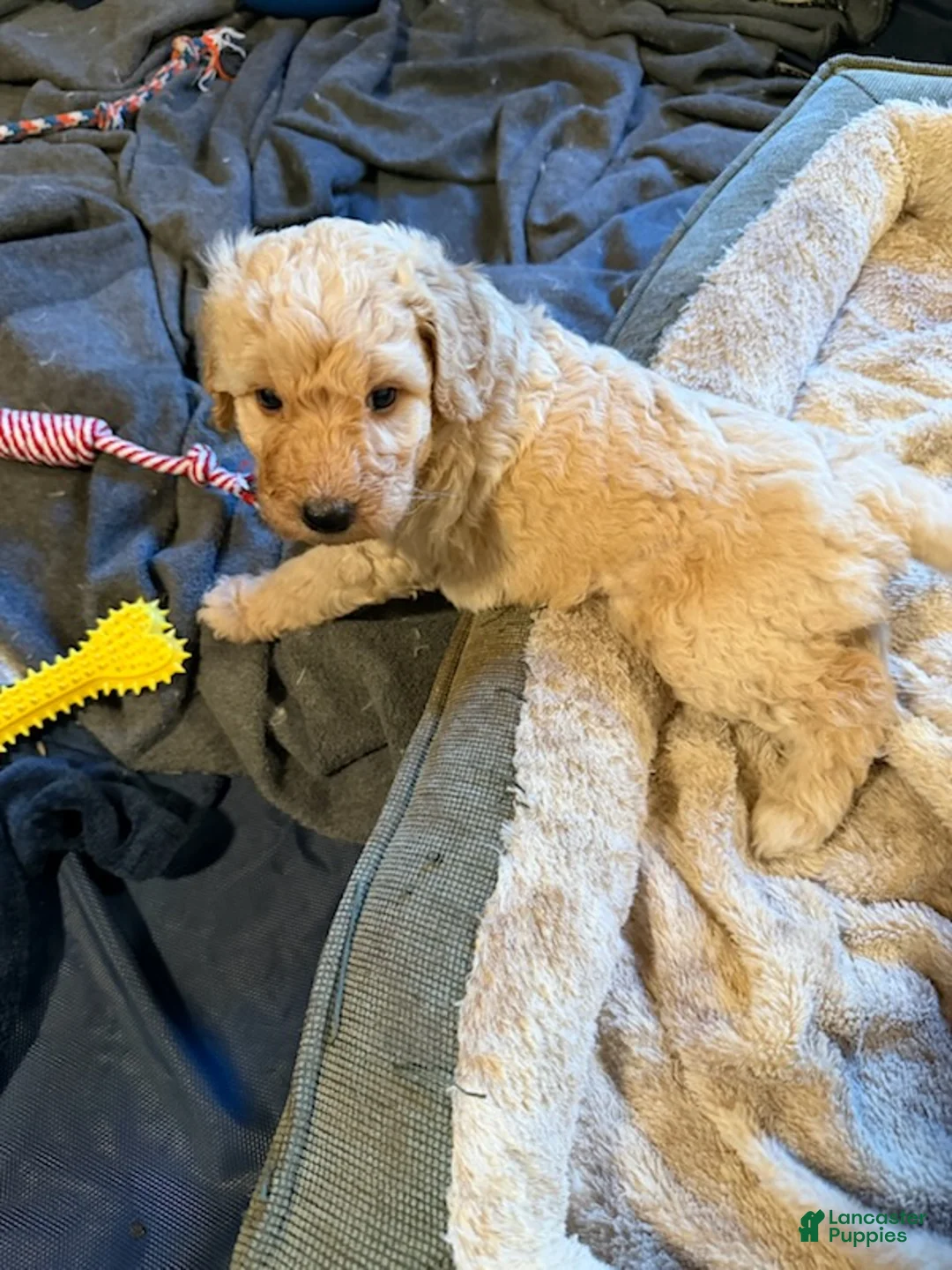 Goldendoodle dogs for sale: Boy 4 - Ad 1