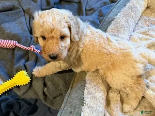 Goldendoodle dogs Boy 4 - Ad 11