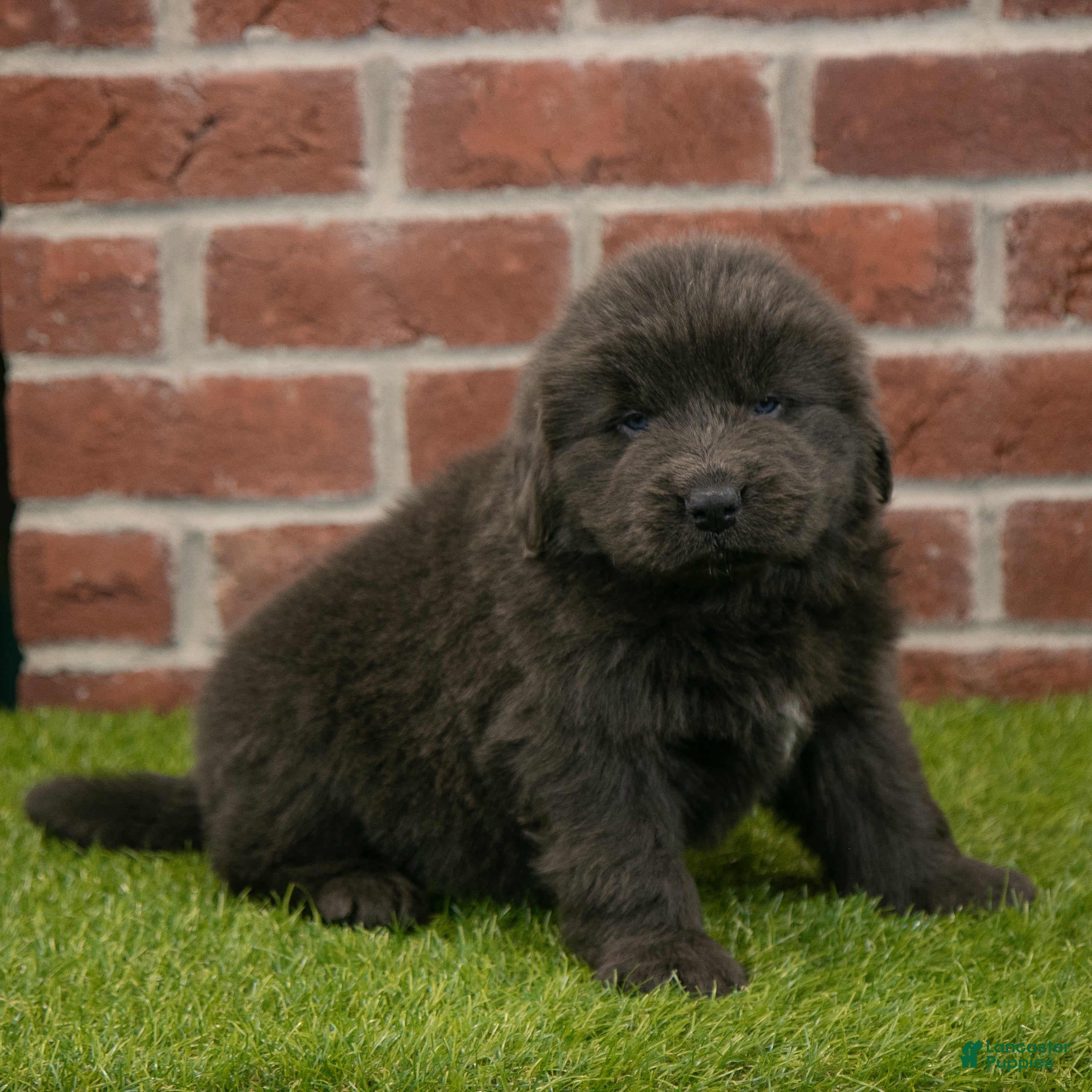 Newfoundland dogs Harry - Ad 34