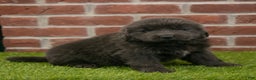 Newfoundland dogs for sale: Harry - Ad 1