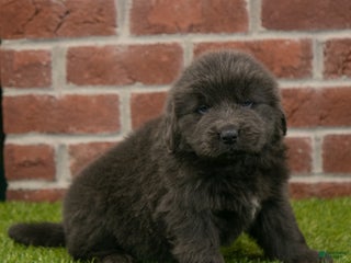 Newfoundland dogs Harry - Ad 25