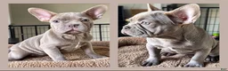 French Bulldog dogs for sale: Willis  - Ad 4
