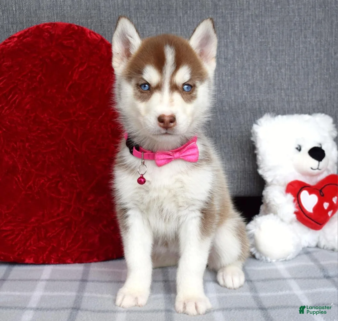 Siberian Husky dogs for sale: Cassie - Ad 5
