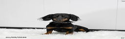 Miniature Dachshund dogs for sale: Annie - Ad 6