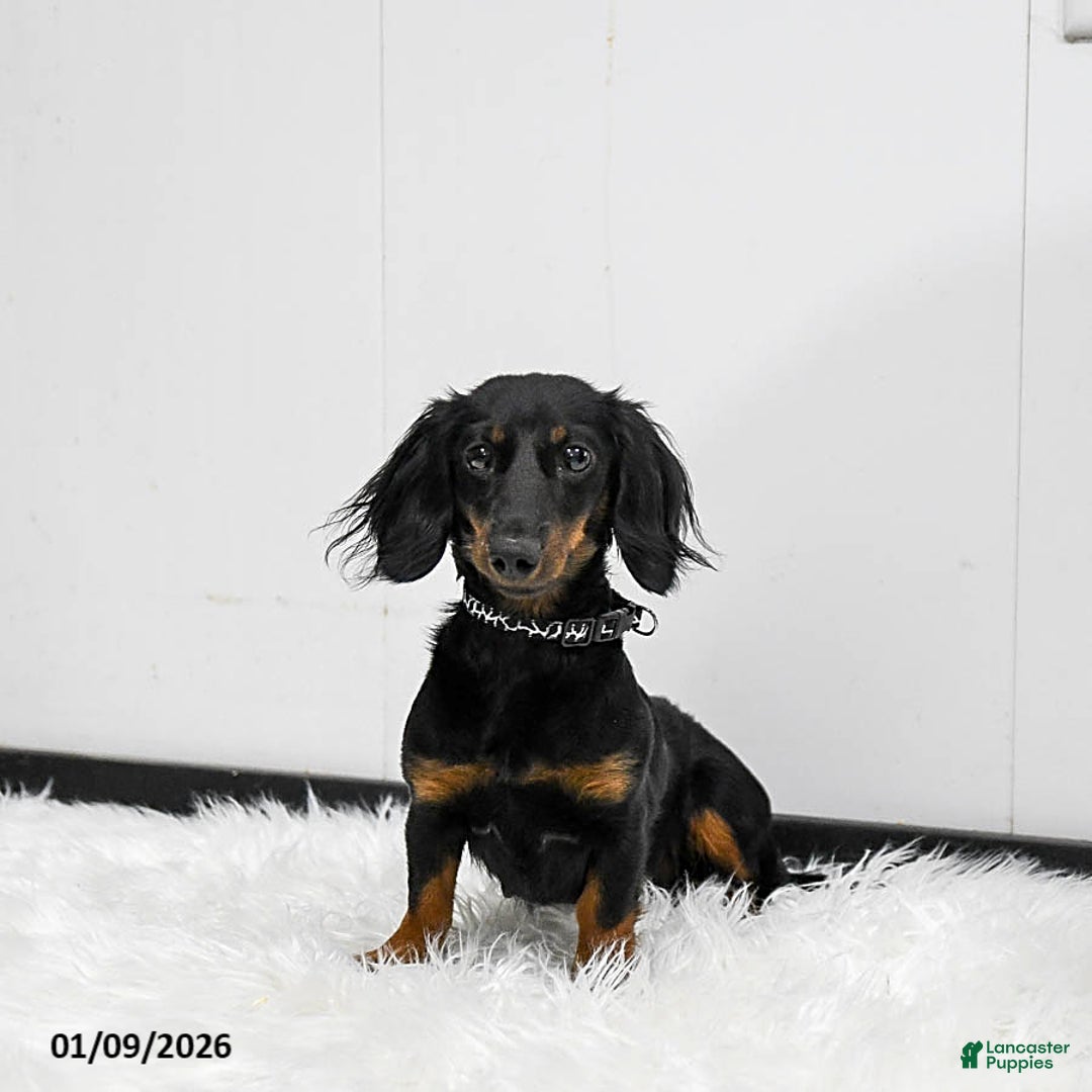 Miniature Dachshund dogs for sale: Annie - Ad 6