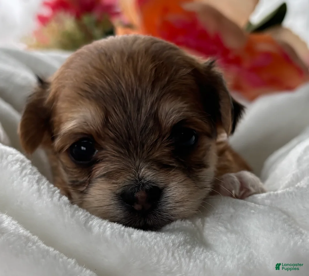 Morkie dogs for sale: Dolly - Ad 9