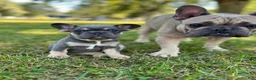French Bulldog dogs for sale: Teddy - Ad 5