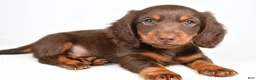 Miniature Dachshund dogs for sale: Toby - Ad 1
