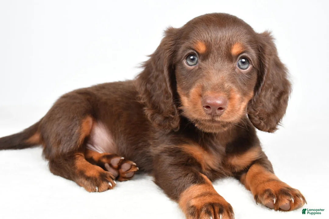 Miniature Dachshund dogs for sale: Toby - Ad 1