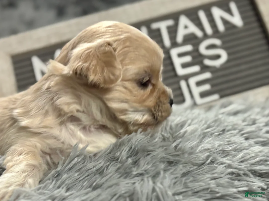 Maltipoo dogs for sale: Tiny BLUE - Ad 4