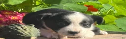 Mixed Breed dogs for sale: Rainy - Ad 2