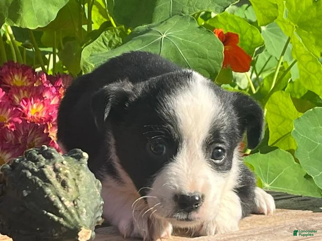 Mixed Breed dogs for sale: Rainy - Ad 2