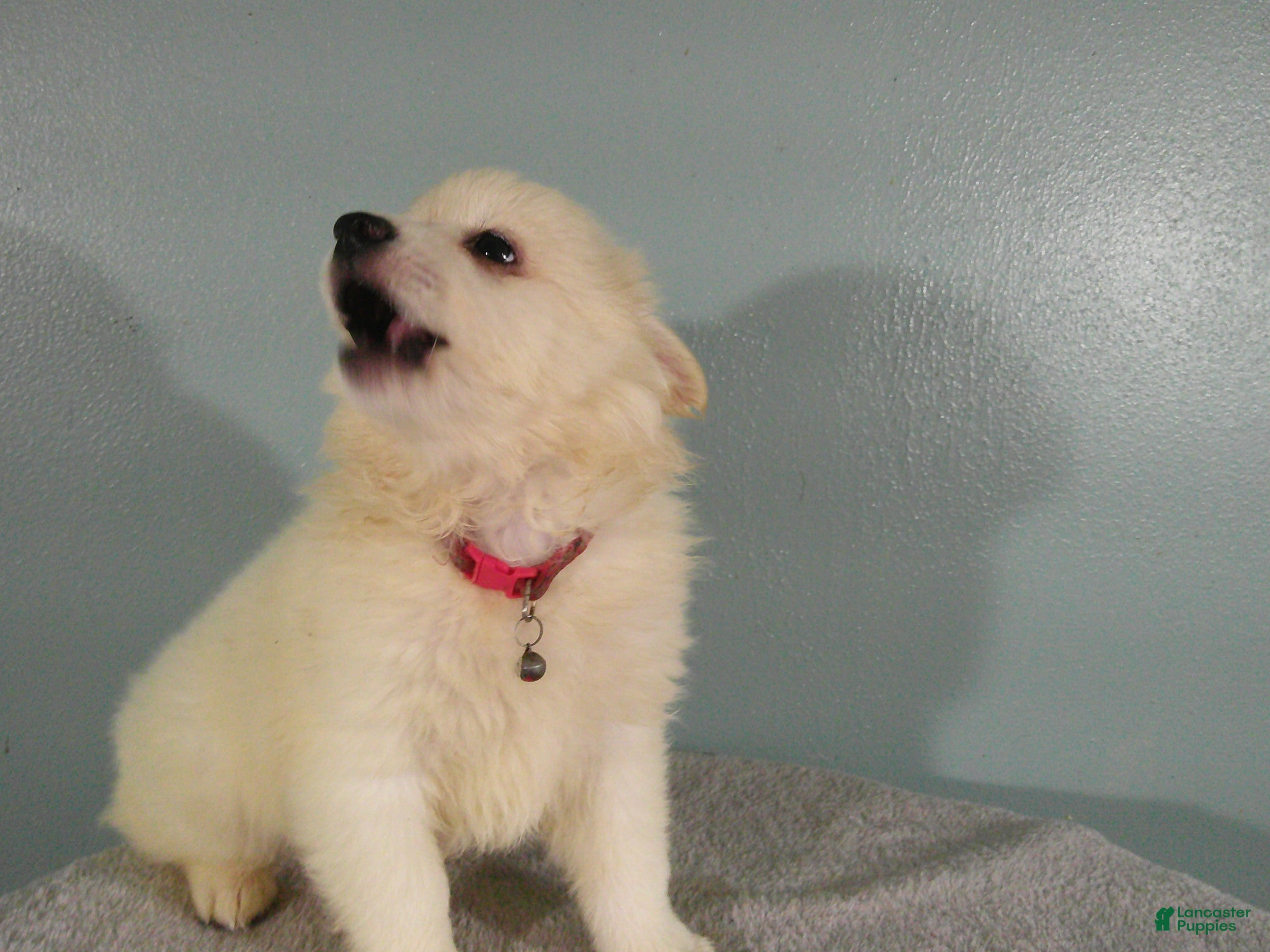 American Eskimo dogs S - RED - Ad 2