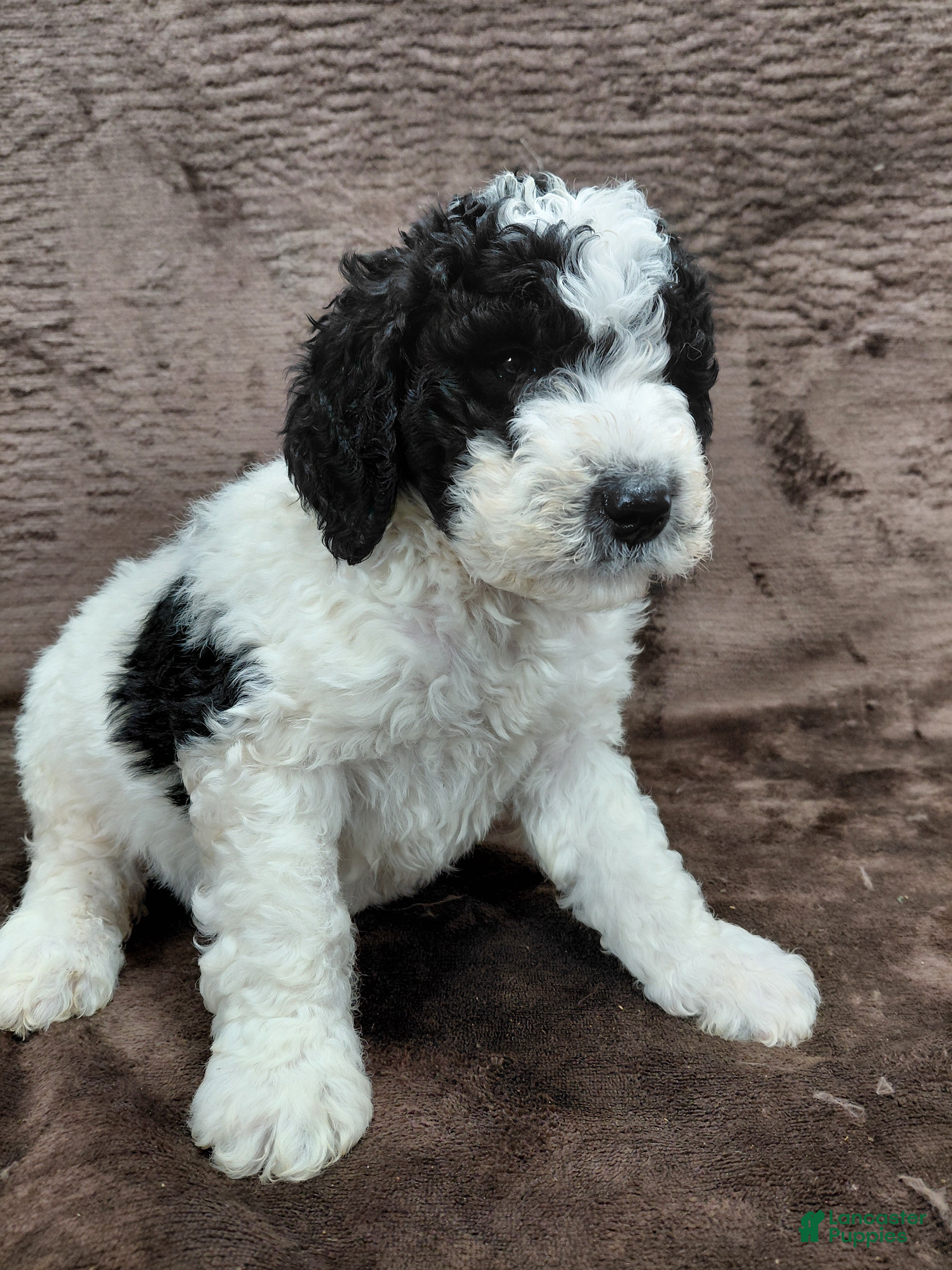 Bernedoodle dogs Baxter - Ad 35