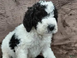 Bernedoodle dogs Baxter - Ad 35