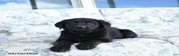 Mixed Breed dogs for sale: Lassie - Ad 3