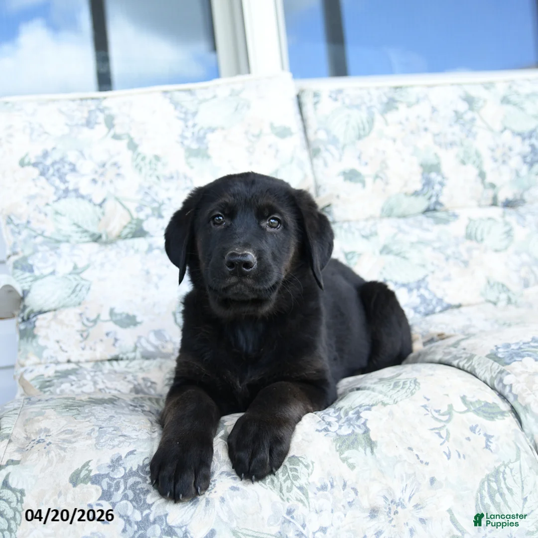 Mixed Breed dogs for sale: Lassie - Ad 3