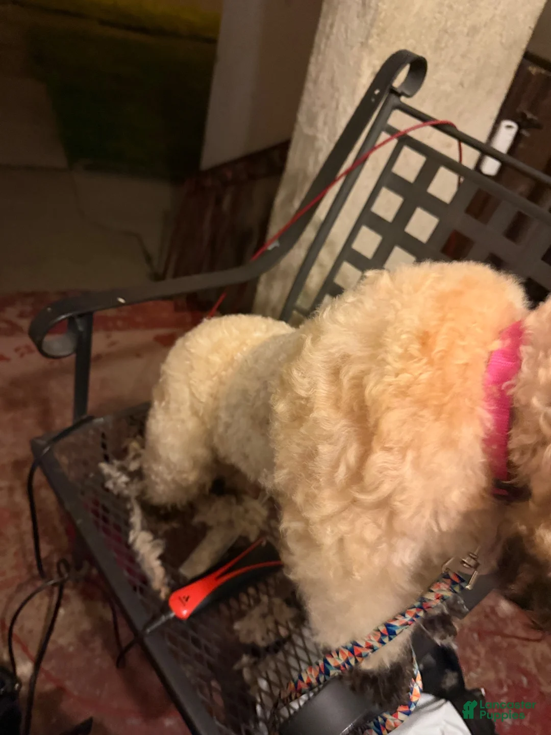 Shihpoo dogs for sale: Shihpoo 2 blanco  - Ad 5