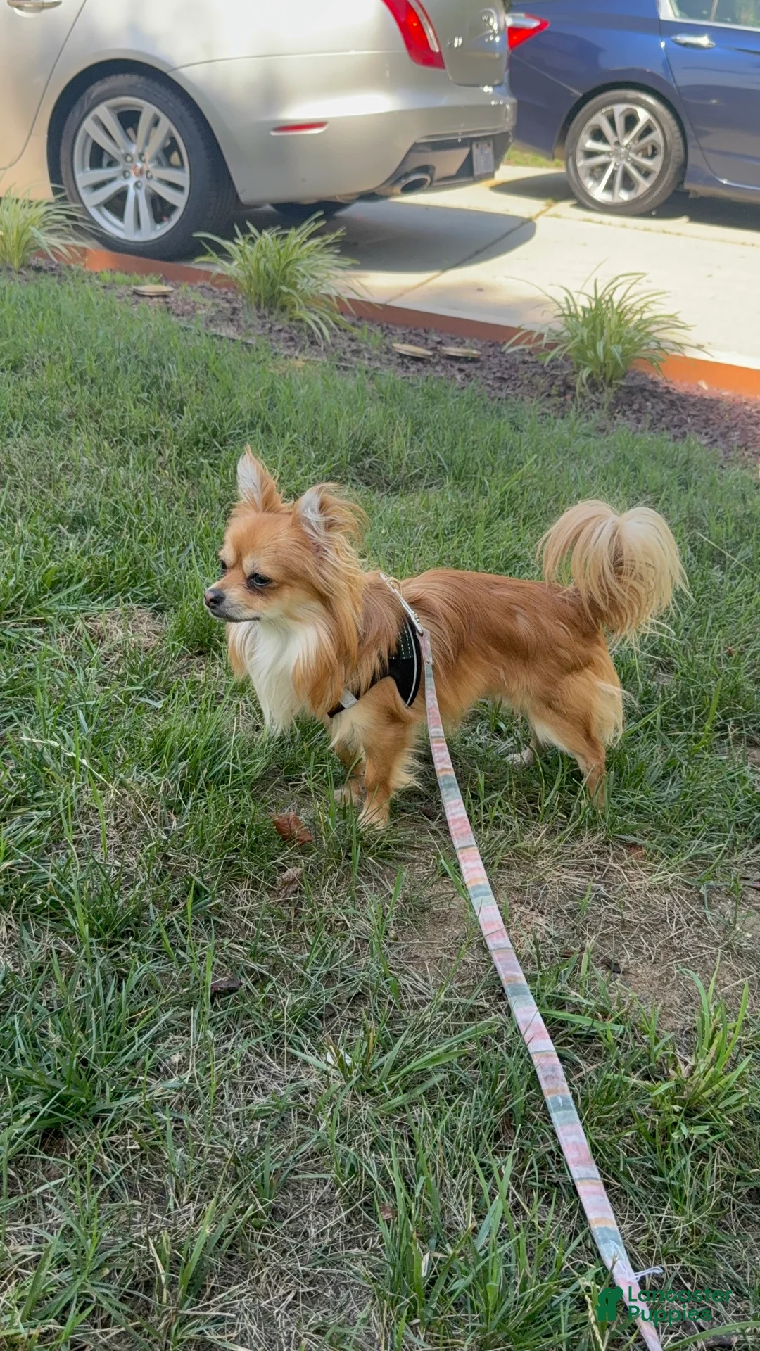 Chihuahua dogs for sale: Beau - Ad 4