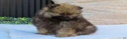 Pomeranian dogs for sale: Polly 🐾🌸 - Ad 5