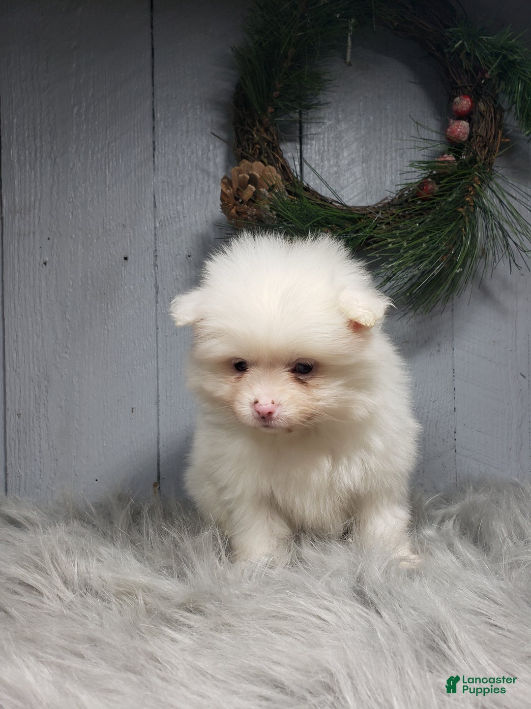 Pomeranian dogs for sale: Ava  - Ad 3
