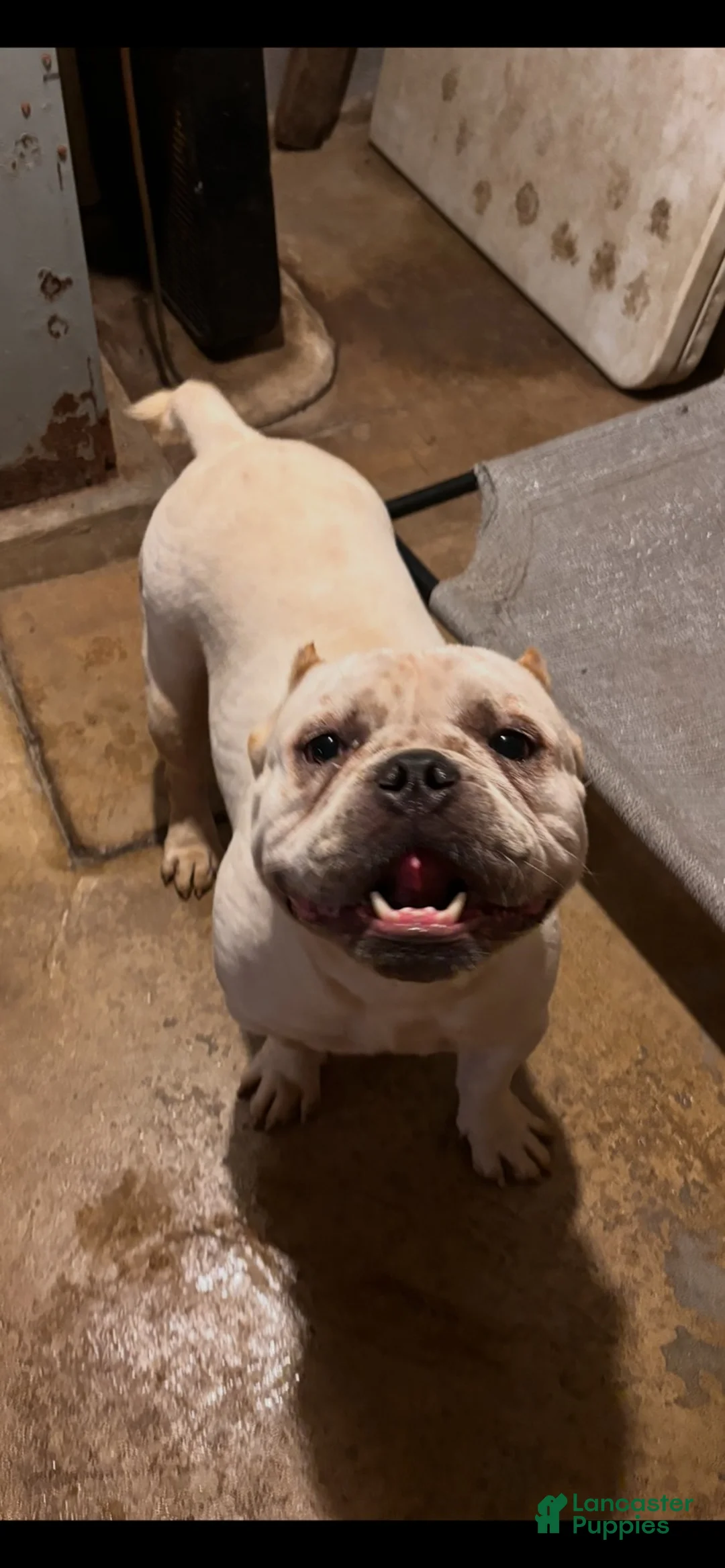 American Pit Bull Terrier dogs for sale: American Pit Bull Terrier Puppy 1 - Ad 1