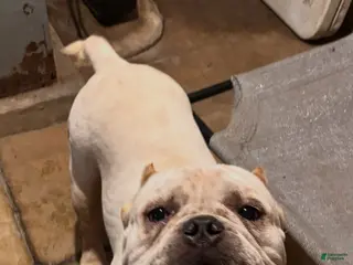 American Pit Bull Terrier dogs for sale: American Pit Bull Terrier Puppy 1 - Ad 1