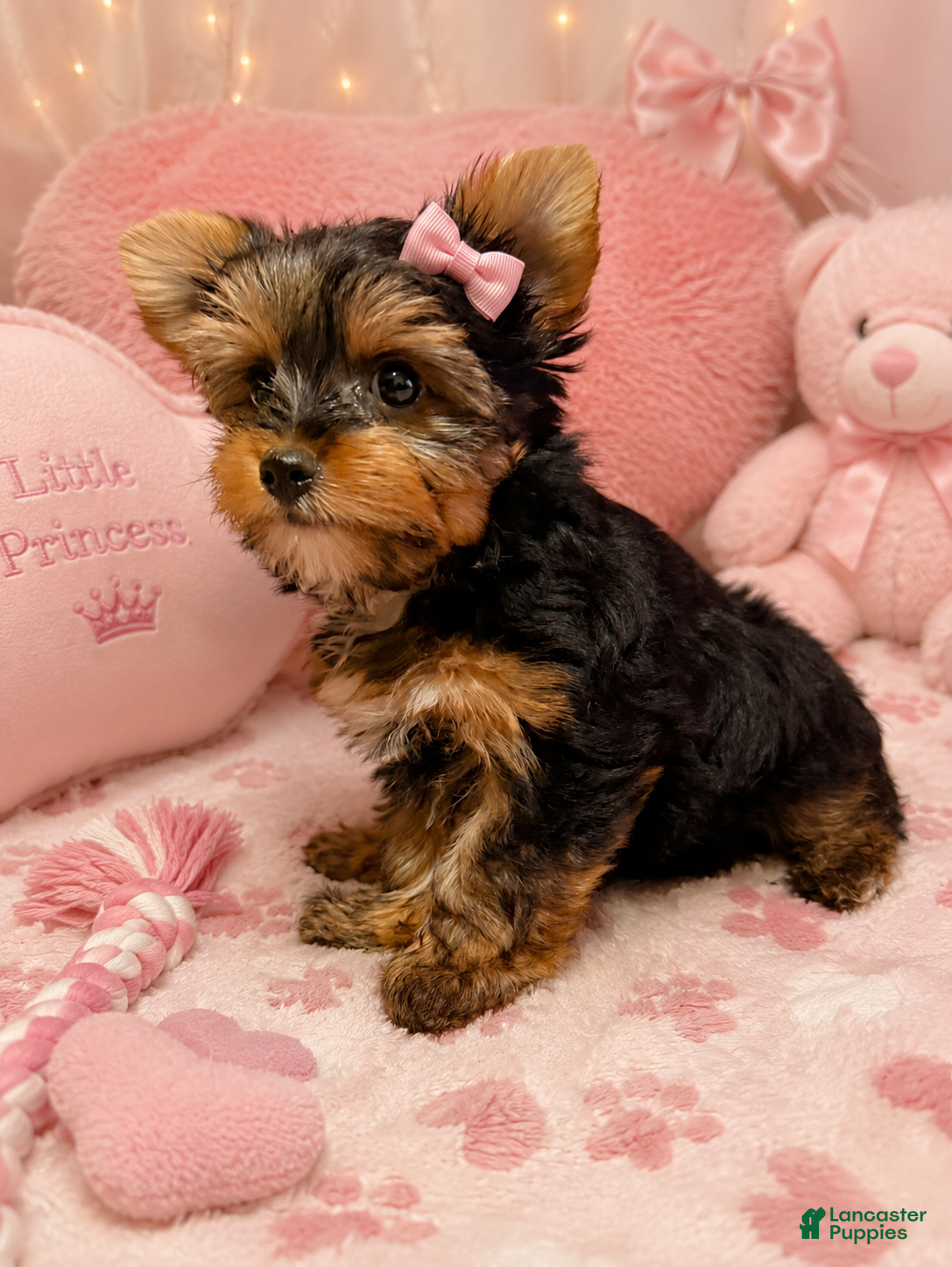 Yorkshire Terrier dogs Yorkshire Terrier Puppy 2 - Ad 9