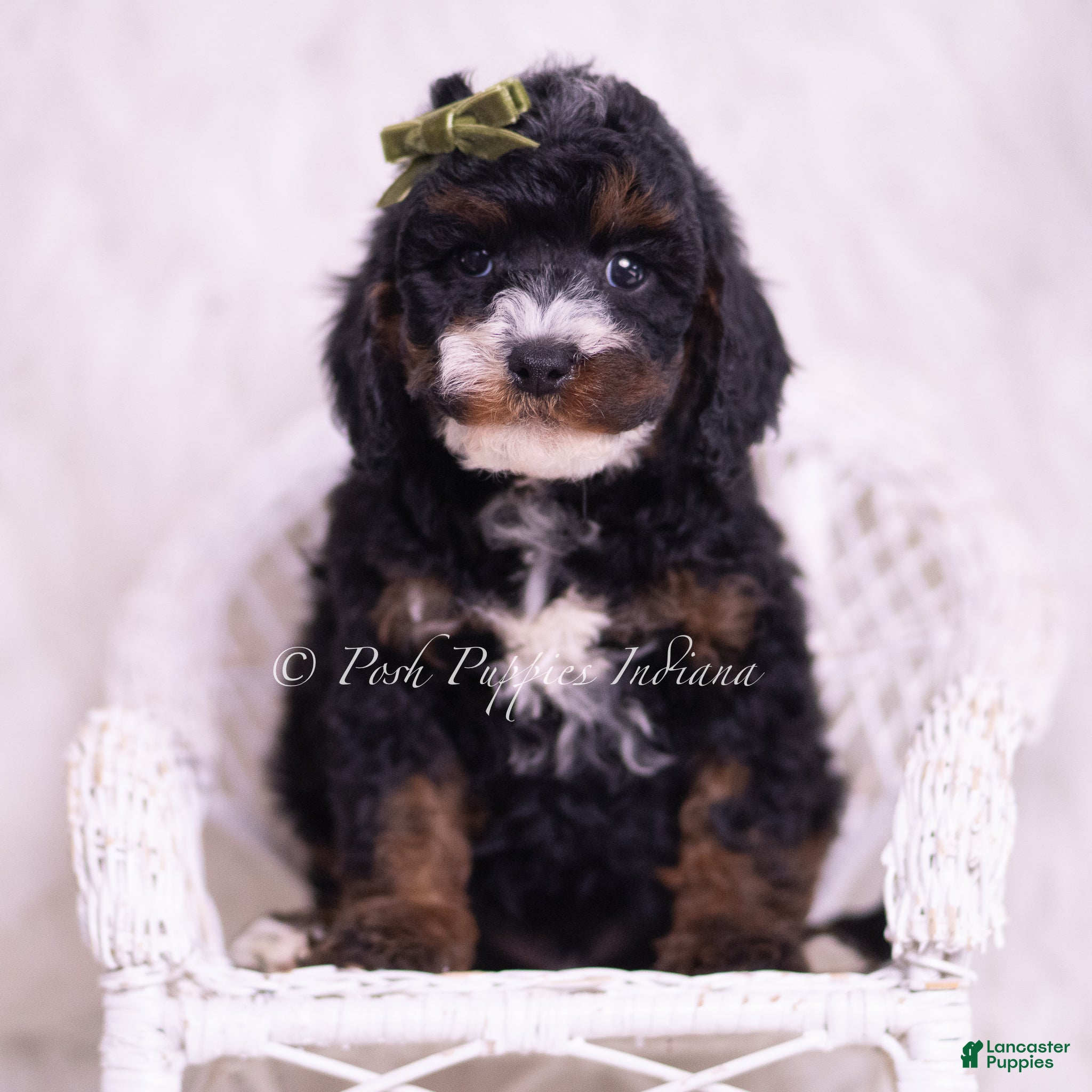 Toy Poodle dogs Peanut - Ad 31