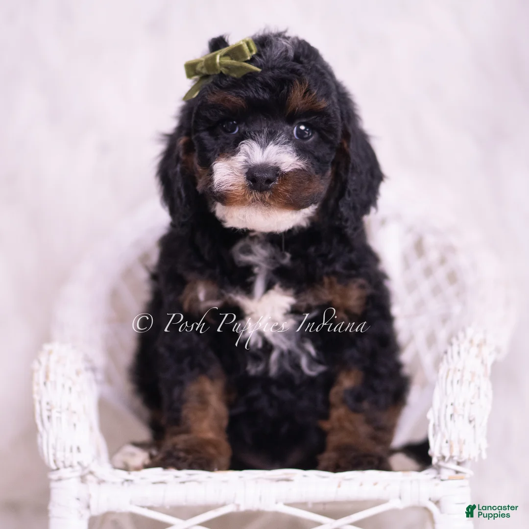 Toy Poodle dogs for sale: Peanut - Ad 1