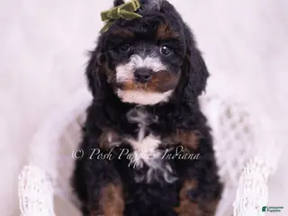 Toy Poodle dogs Peanut - Ad 35
