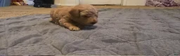 Mini Goldendoodle dogs for sale: daisy  - Ad 6