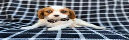 Cavalier King Charles Spaniel dogs for sale: Gunner - Ad 8