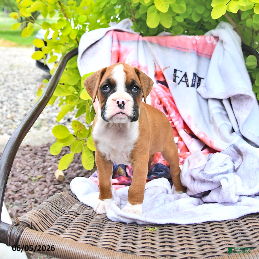 Boxer dogs Cassidy - Ad 2