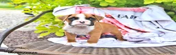 Boxer dogs for sale: Cassidy - Ad 2
