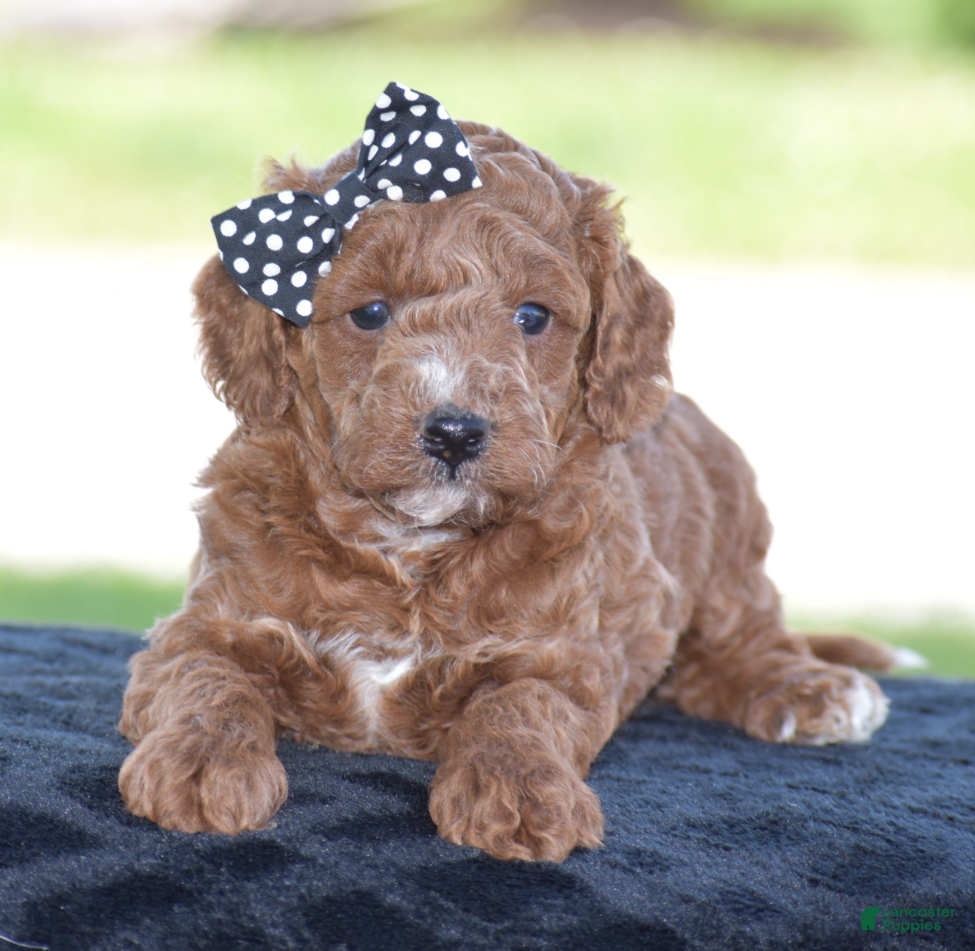 Miniature Poodle dogs Linnie - Ad 1