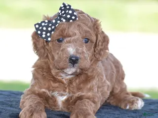 Miniature Poodle dogs for sale: Linnie - Ad 1