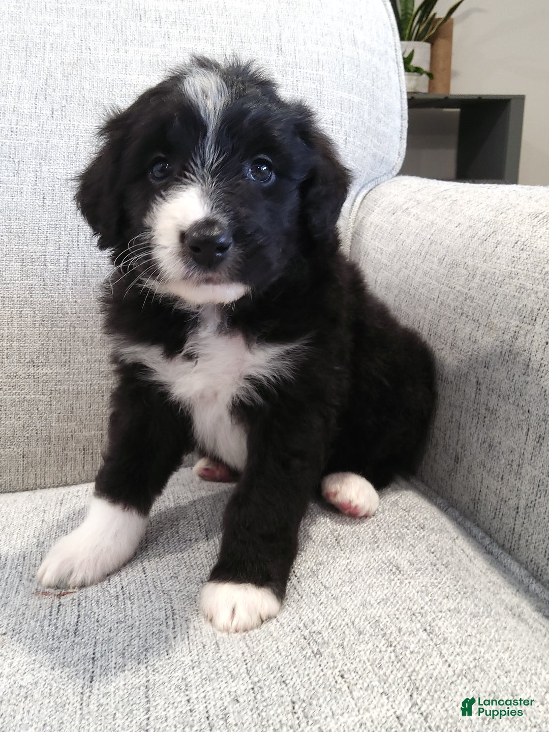 Aussiedoodle dogs for sale: Cleo - Ad 1