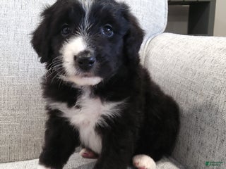 Aussiedoodle dogs Cleo - Ad 27