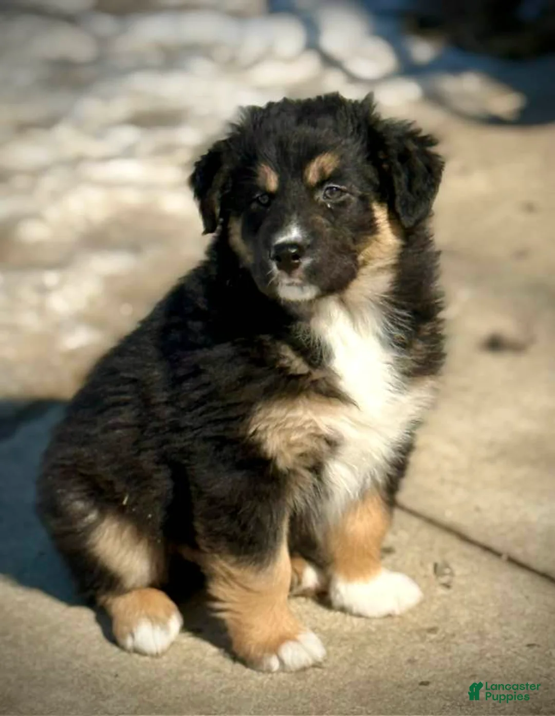 Australian Shepherd dogs for sale: Bear - Ad 1