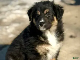 Australian Shepherd dogs for sale: Bear - Ad 3