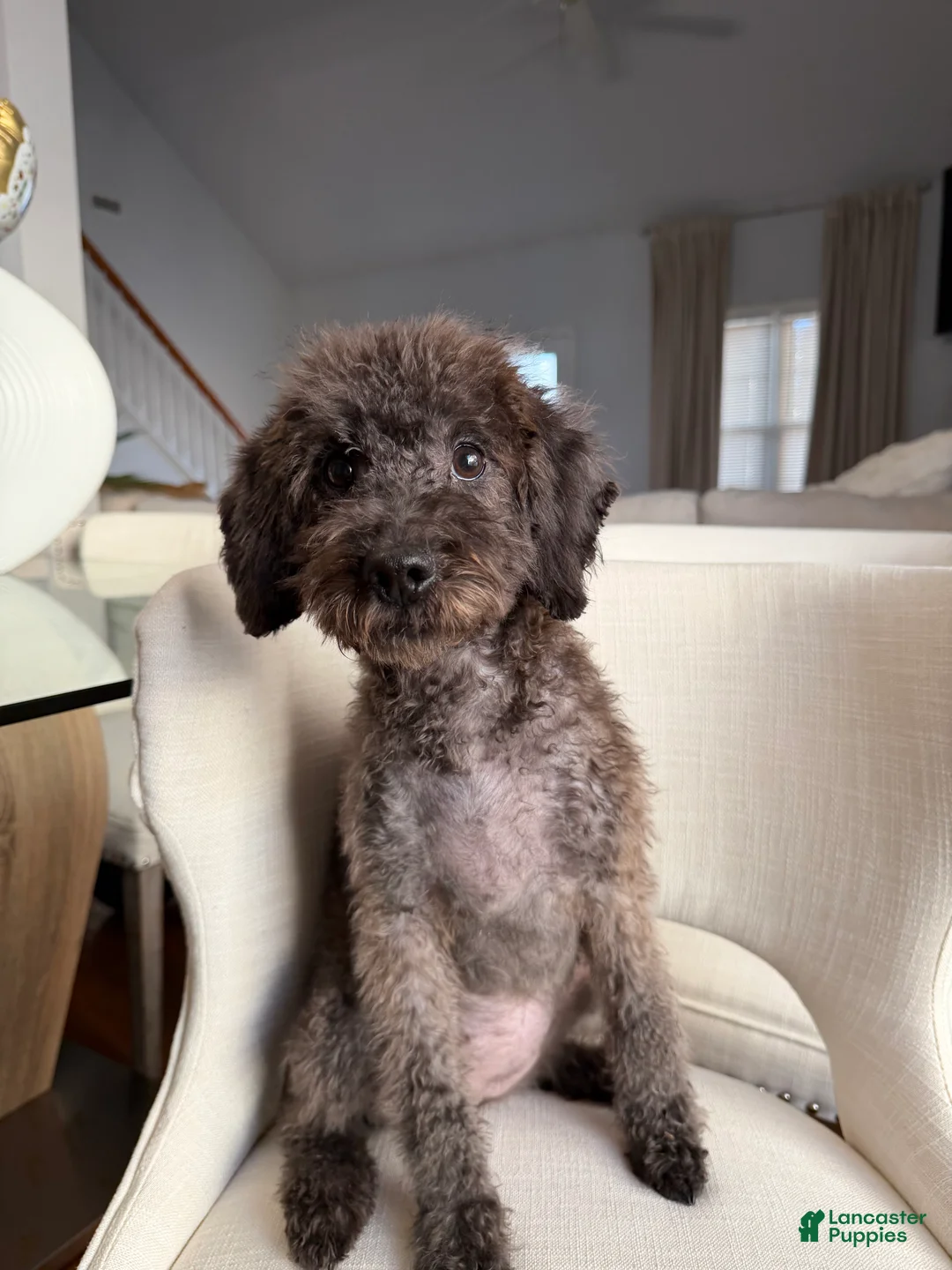 Mini Goldendoodle dogs for sale: Pink - Ad 3